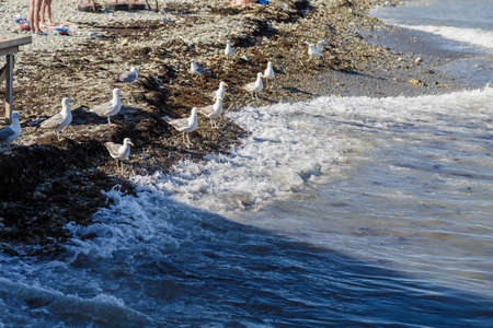 Gulls on the shore with pebbles catch fish from the seaの写真素材