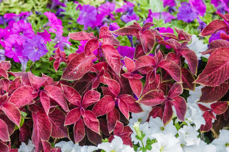 A flower bed with colorful flowers on it.の写真素材