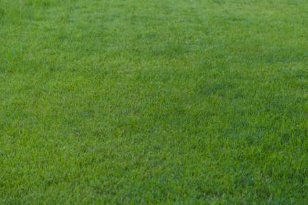 Botany green nature grass background garden field.