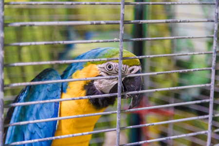 Big colorful parrot in the white cage