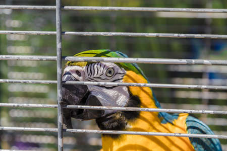 Big colorful parrot in the white cage.の写真素材