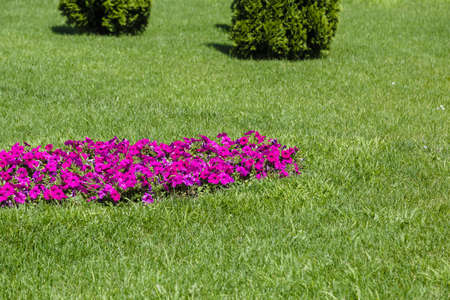 A flower bed with colorful flowers on it.