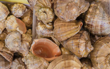 Box of shells fresh from the sea, ocean.