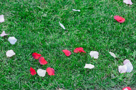 The texture of green fresh mown trimmed smooth natural bright grass, English lawn fields and...