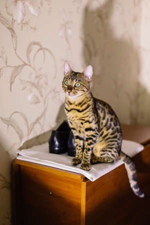 Beautiful homeless cat sitting on the bedside table.