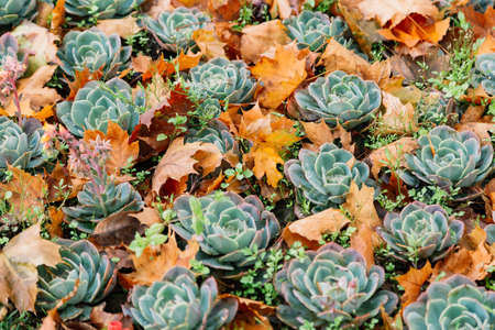 Autumn. Multicolored maple leaves lie on the grassの写真素材