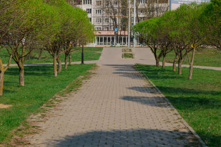 Beautiful alley with trees in the city