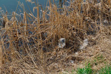 Garbage in the grass by the lake.の写真素材