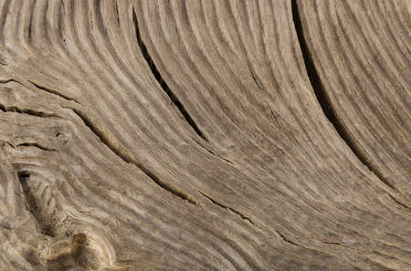 Wooden textured hand cracked background, old oak.