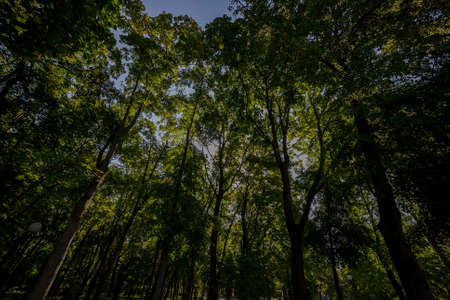 Crowns of trees against the blue sky.