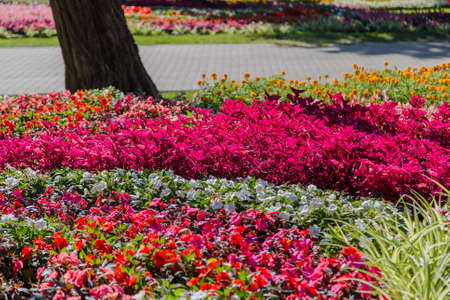 Beautiful bright flowerbed with flowers in the park.