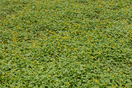 Yellow flowers on the ground with green leaves on a sunny dayの写真素材