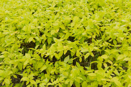 Bright green bush with succulent leaves of laurelの写真素材