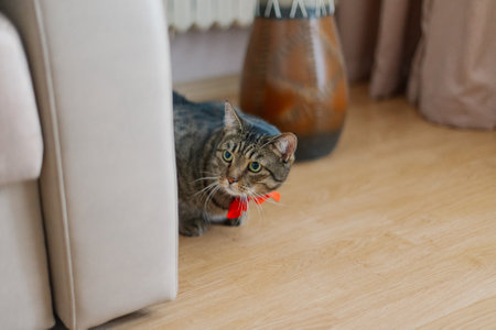 Beautiful young cat near the sofa with a red bow around his neckの写真素材