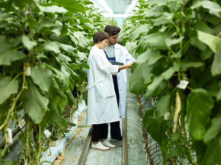 Side view of professional man and woman working together and taking care of green plants in manufacture glasshouseの写真素材