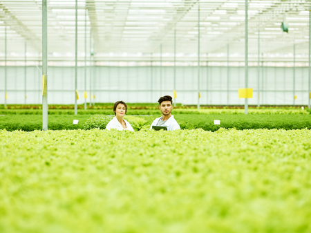 Coworking man and woman among lush vegetation inside of huge complex of agricultural plantの写真素材