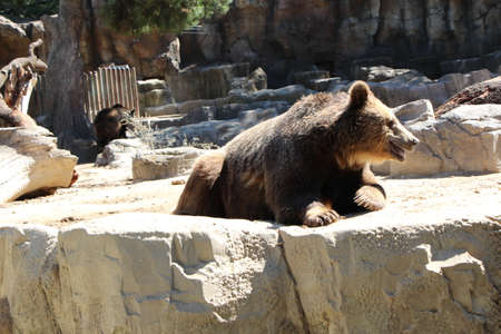 A bear at the zooの写真素材