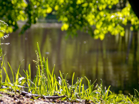grass and waterの写真素材