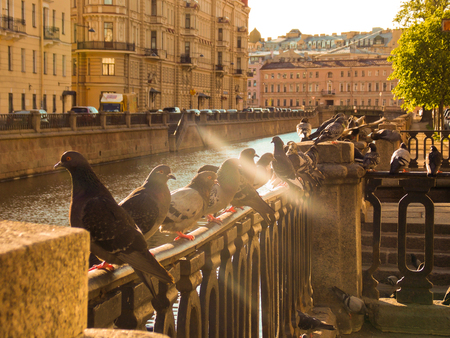 Doves by the riverの写真素材