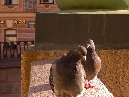 Pigeonsの写真素材