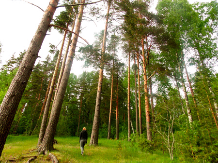 The greatness of the Russian forestsの写真素材