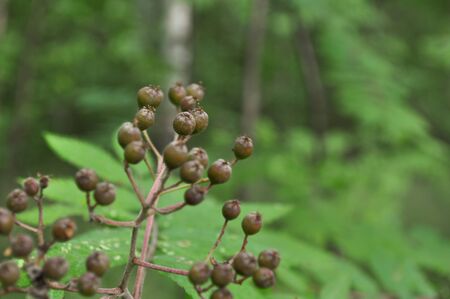 berriesの写真素材