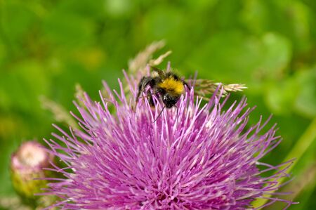 Bumblebee in a flowerの写真素材