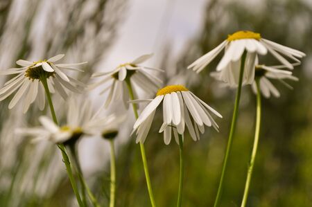 chamomileの写真素材