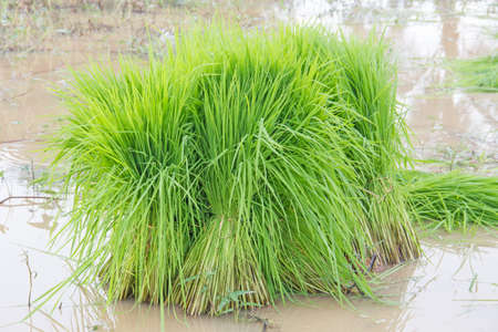 seedlings riceの写真素材