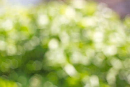 natural bokeh background