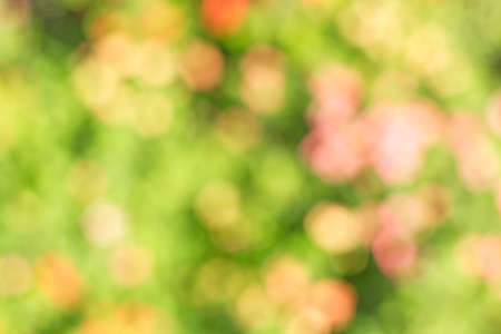 natural bokeh backgroundの写真素材