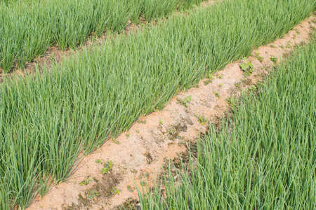 Onion plantation in the vegetable gardenの写真素材