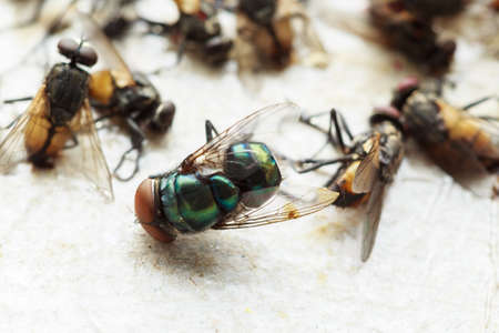 Flies caught on sticky fly paper trapの写真素材