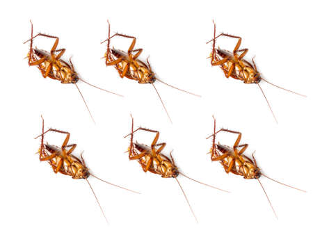 group of cockroach on white backgroundの写真素材