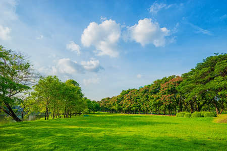 Beautiful park scene in public park with green grass field, green tree plant.の写真素材