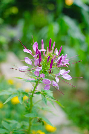  flower in the gardenの写真素材