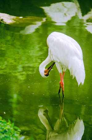 Craneの写真素材