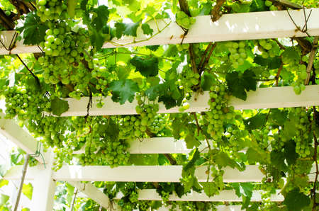 grape trellis