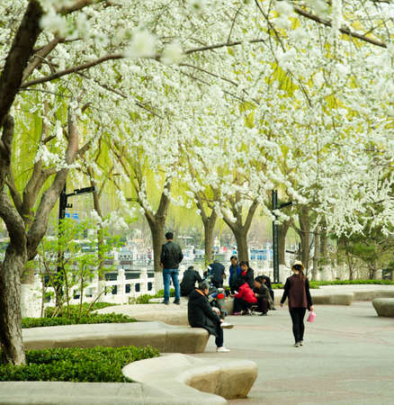 park view during spring seasonのeditorial素材