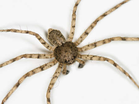 spider