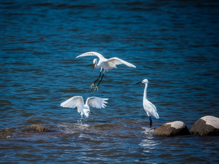 Egretの写真素材