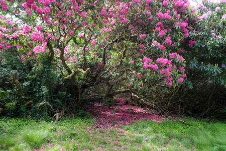 Flowering rhododendron bush in wild garden.の写真素材
