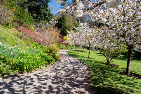 Beautifuly landscaped Japanese-style garden with white blooming trees.の写真素材