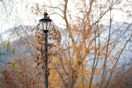 A single lamp post in a forest, covered in leaves and vines.の写真素材