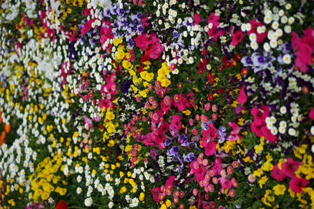 Spring flowers that made the flowerbed beautifulの写真素材