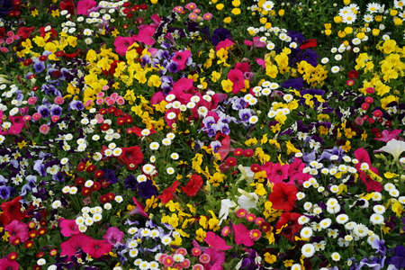 Spring flowers that made the flowerbed beautifulの写真素材