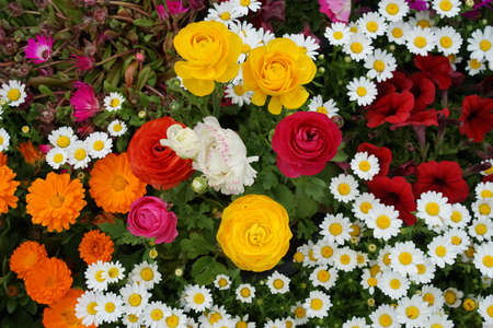 Spring flowers that made the flowerbed beautifulの写真素材