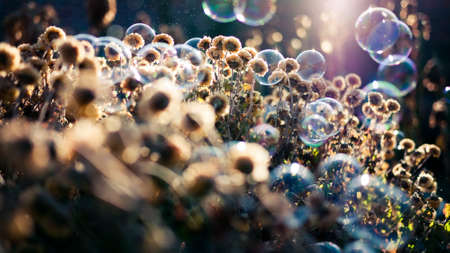 Soap bubbles and winter flowers in backlightの写真素材