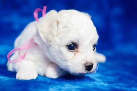 Small Bichon Frise puppy with a pink bow laying on a blue blanket. Studio shot