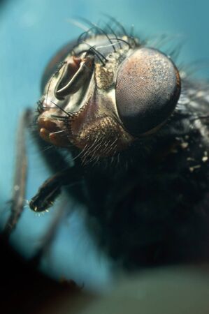 Extreme close-up portrait of a fly